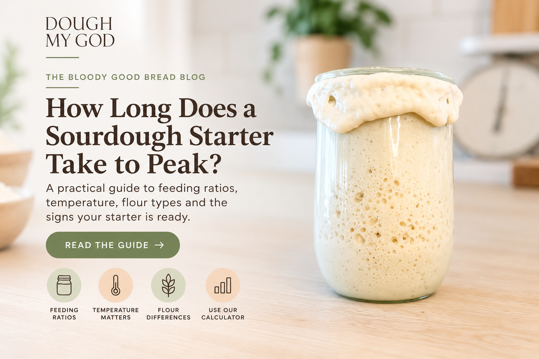 Bubbling sourdough starter jar beside a guide to starter peak time, feeding ratios and temperature
