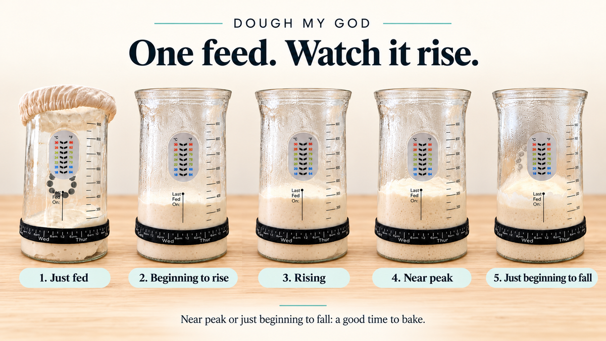 Five stages of one sourdough starter feed, from freshly fed through rising and near peak to just beginning to fall.